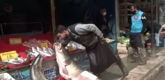 Elazığ'da sezonun son dev turna balığı yakalandı: 103 kilo