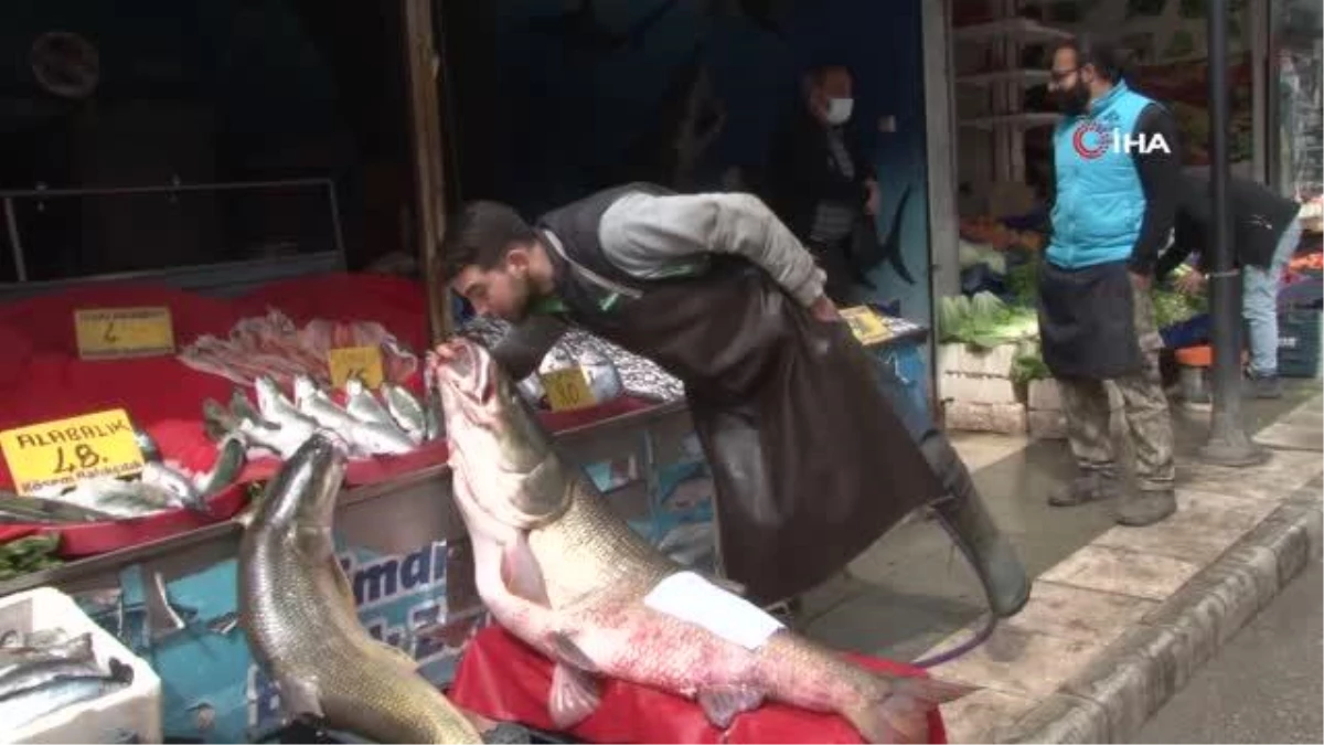 Elazığ\'da sezonun son dev turna balığı yakalandı: 103 kilo