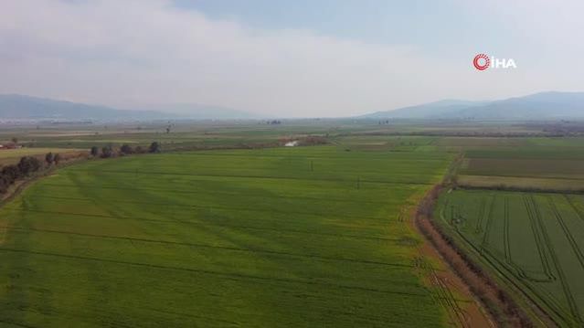 Üniversitenin buğdayları, yokluk çektirmeyecek