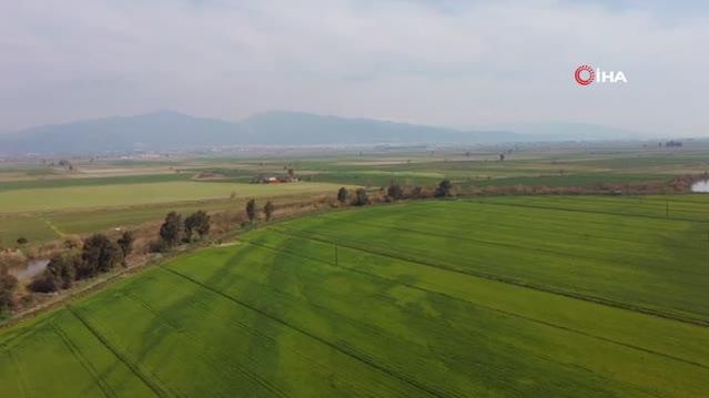 Üniversitenin buğdayları, yokluk çektirmeyecek
