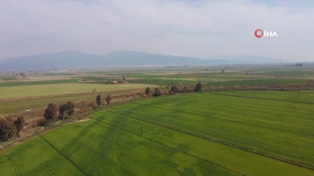 Üniversitenin buğdayları, yokluk çektirmeyecek