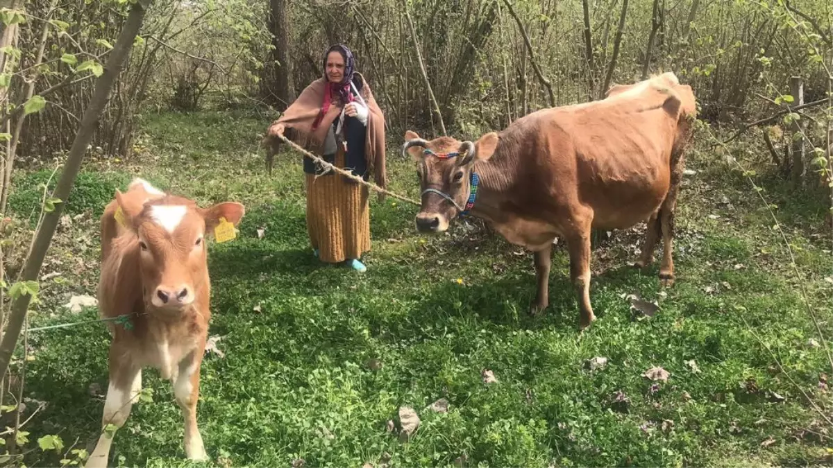 Validen istediği ineğe kavuşan kadın mutluluk gözyaşı döktü