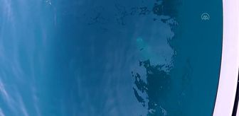 ÇANAKKALE - Kılıç balığı avında oltalarına yaklaşık 500 kiloluk köpek balığı takıldı