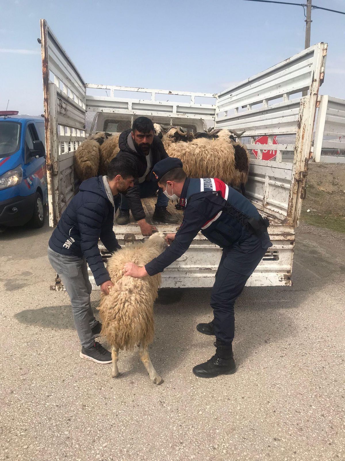 Elazığ\'da kaybolan küçükbaş hayvanları jandarma buldu