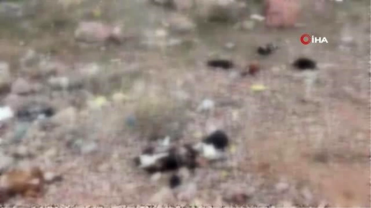 Ankara\'da 7 tane yavru pitbull köpeği ölü bulundu