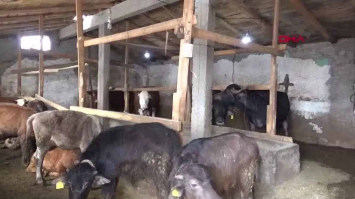 IĞDIR'DA MANDA YOĞURDUNA İLGİ ARTTI