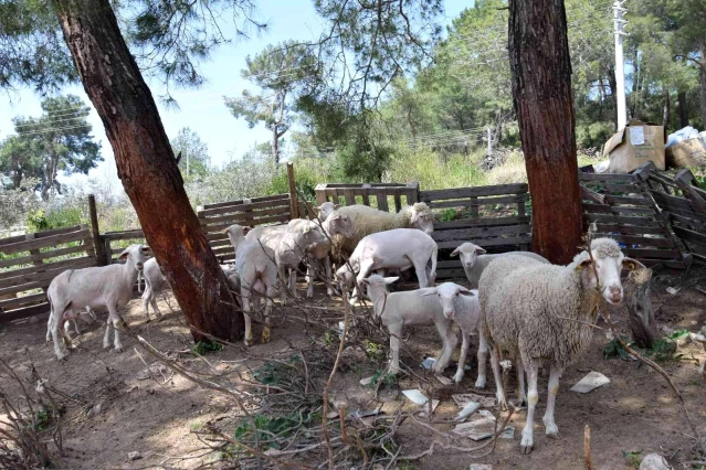 Koyun kırkma işinden günlük 2 bin TL kazanıyor