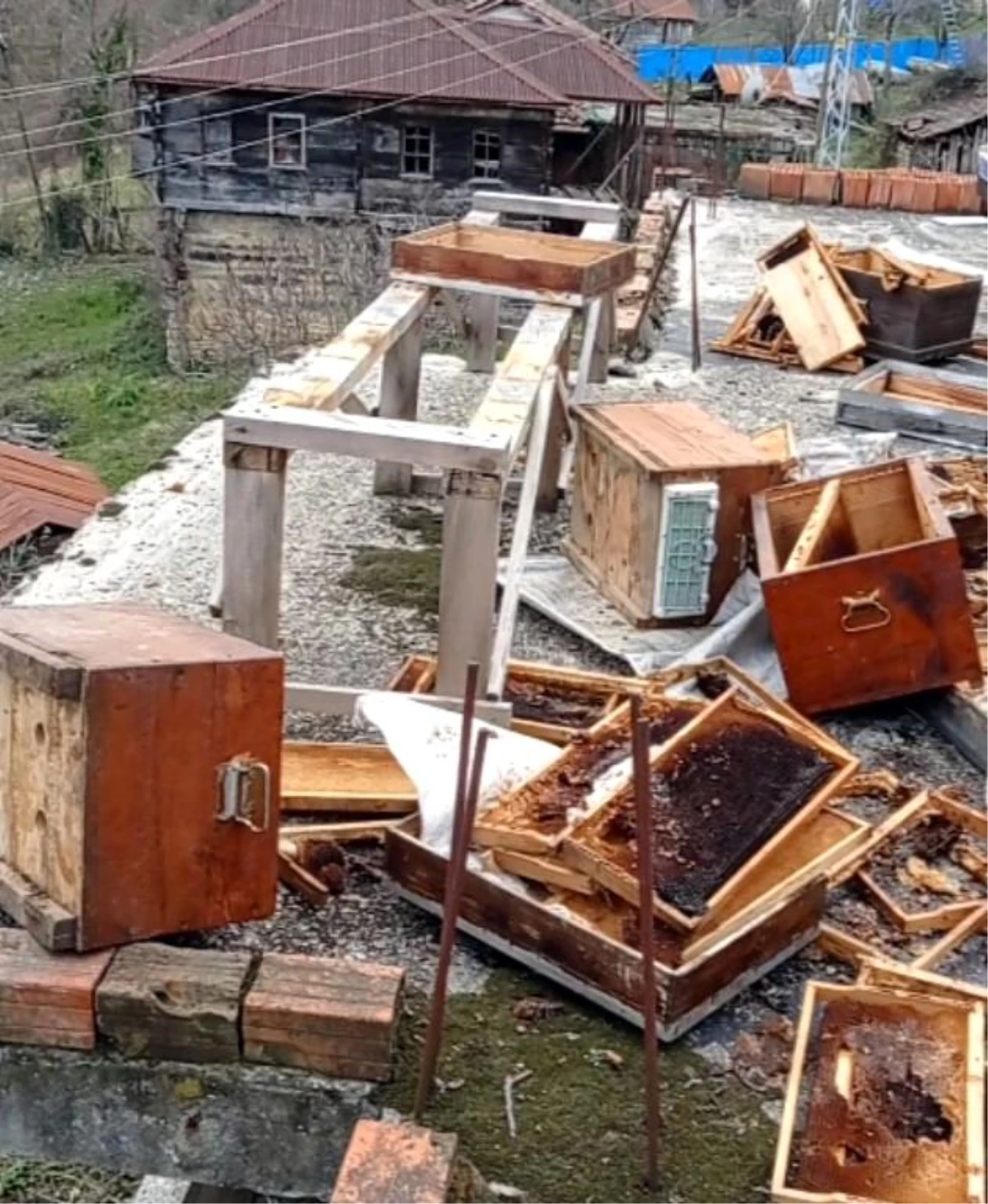 Sinop\'ta ayılar, evin terasındaki arı kovanlarını parçaladı