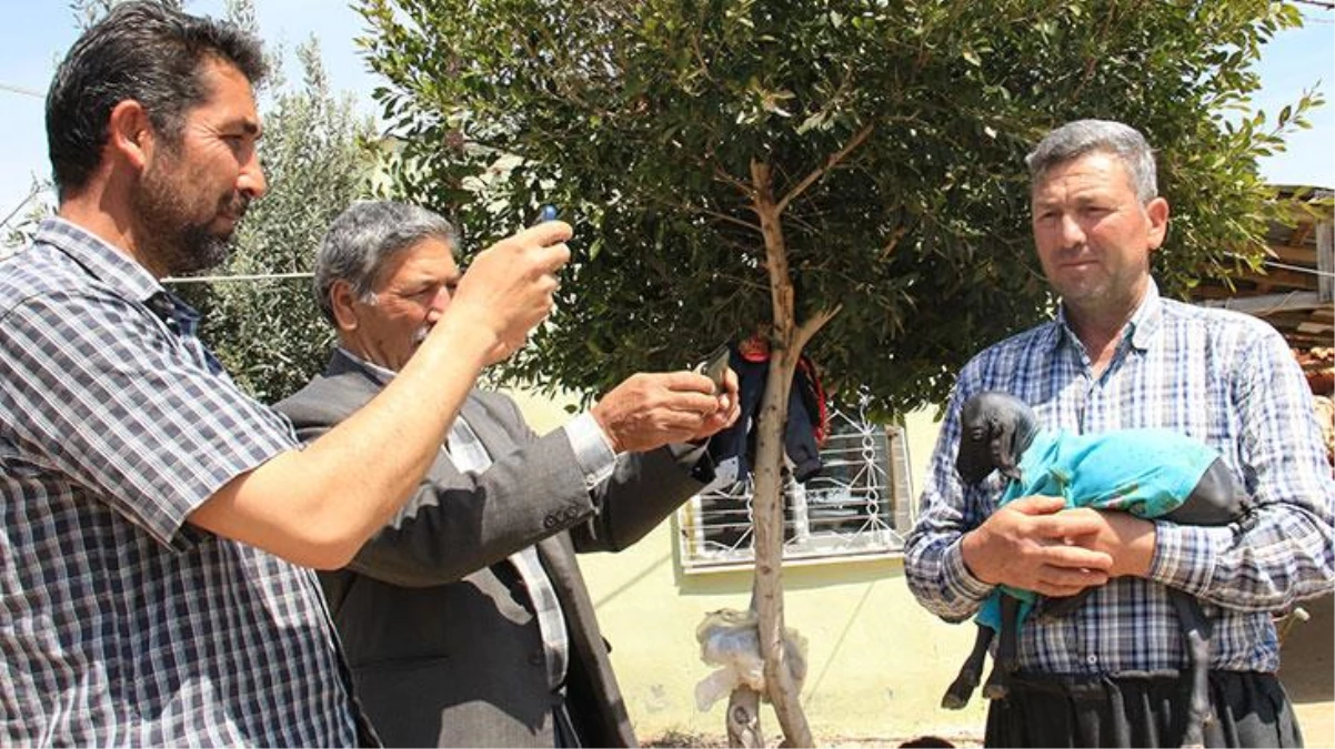 Tamamen tüysüz doğan oğlak, sahibini şaşkına çevirdi! Meraktan görmeye gelenlerin sayısı her geçen gün artıyor