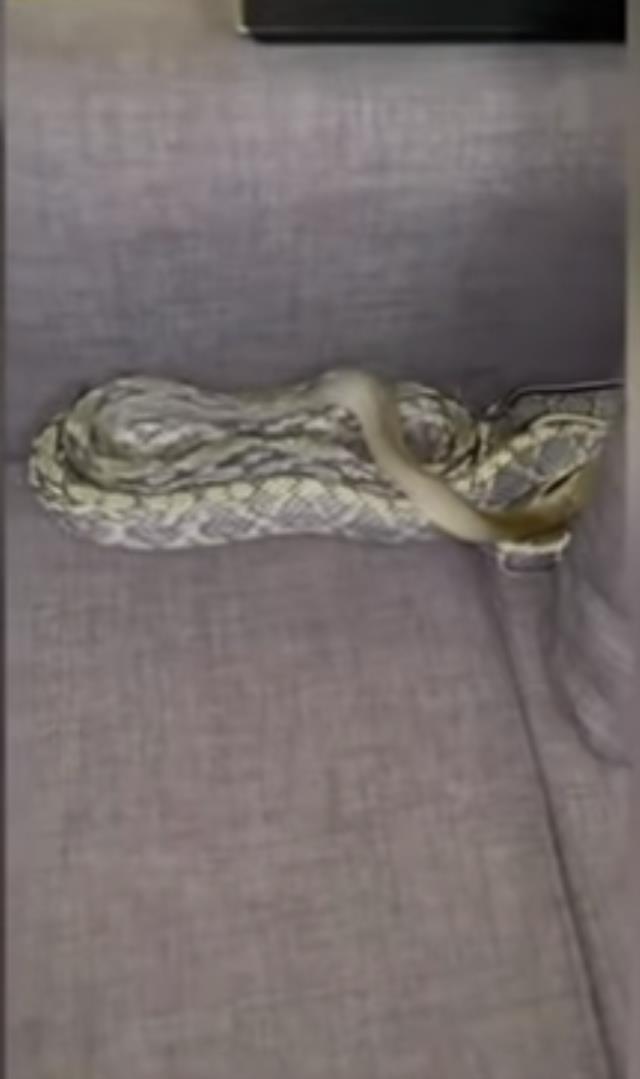 Evde kafasını koyduğu yastığın altından 7 metrelik yılan çıkan adam korkudan tir tir titredi