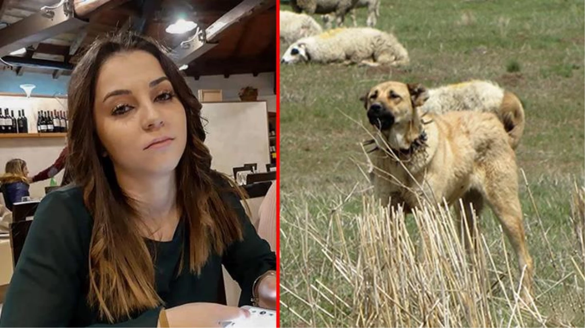 İtalya\'da koyun sürüsüne bekçilik yapan çoban köpekleri, ormanda karşılaştıkları genç kızı parçaladı