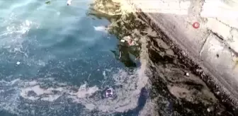 Prof Dr. Sarı, 'Sular ısındığında yeniden müsilaj ile karşılaşmamız çok yüksek'