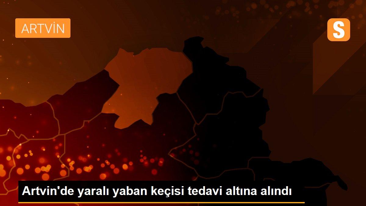 Artvin\'de yaralı yaban keçisi tedavi altına alındı