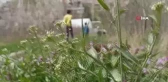 Baraj suları altında kalacak bu ağaçlar bahara son kez 'Merhaba' dedi