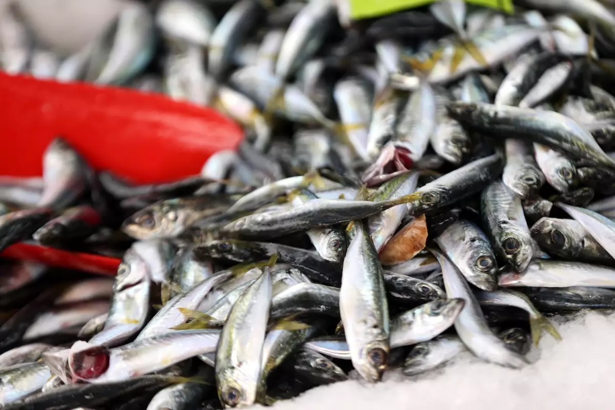 Batı Karadeniz\'de havaların ısınmasıyla avlanan istavrit tezgahların gözdesi oldu