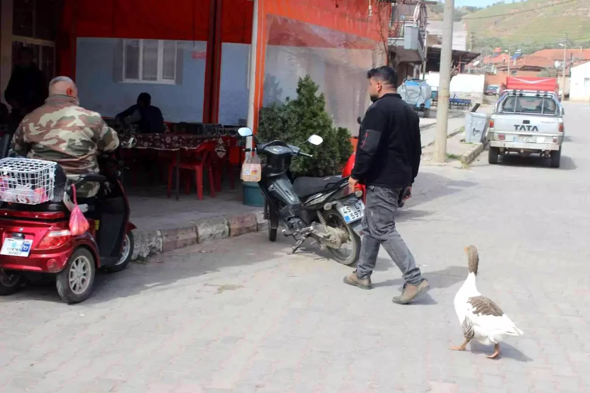 Kesmek için aldığı kaz, can dostu oldu