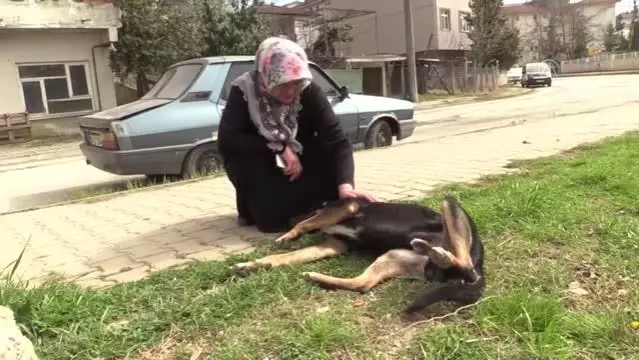 Köpeğe kötü muameleyi engelleyen kadın konuştu