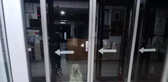 Sahipsiz köpek, kapısında beklediği klinikte hasta yavrusunu emzirdi