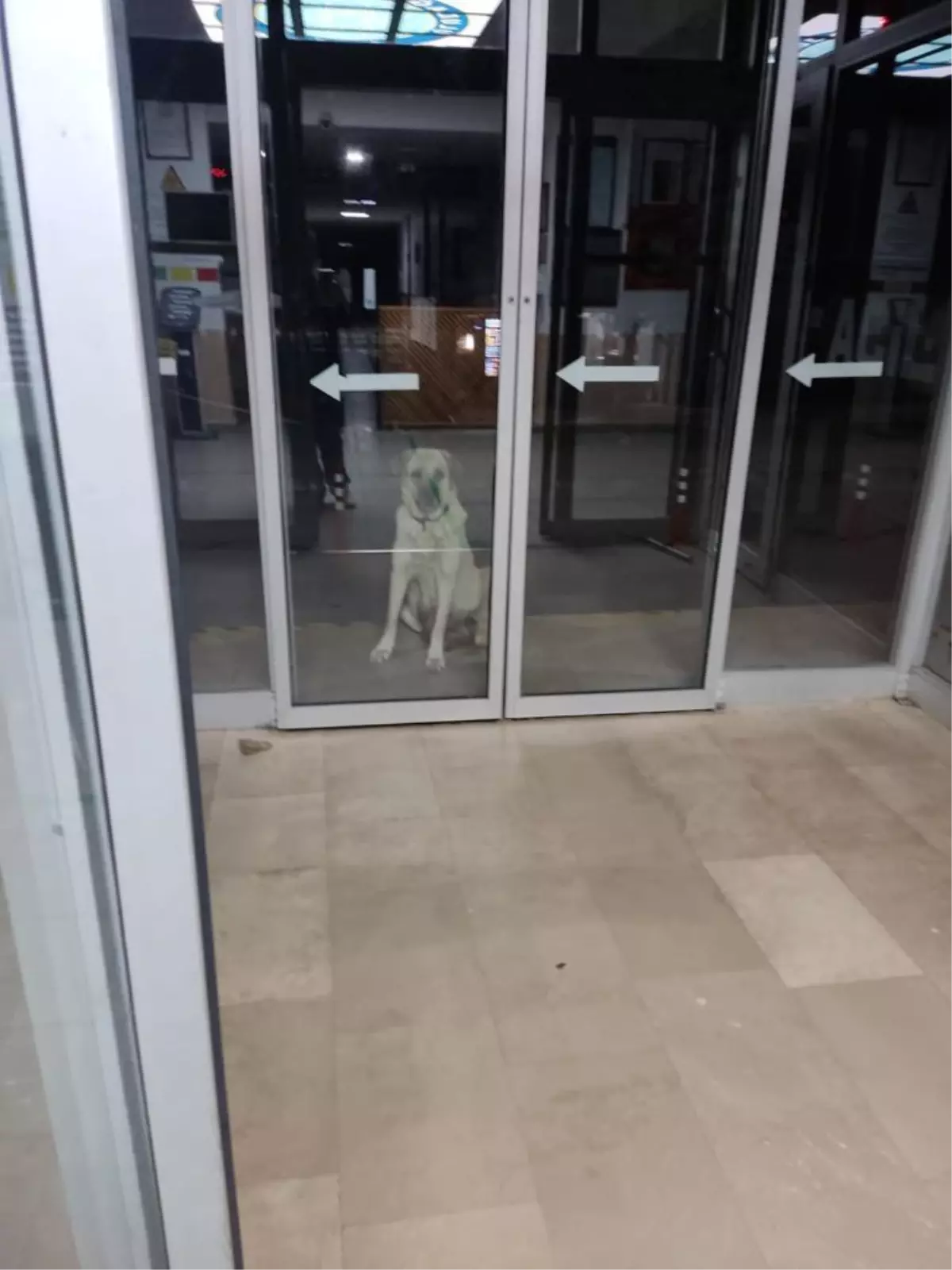 Sahipsiz köpek, kapısında beklediği klinikte hasta yavrusunu emzirdi