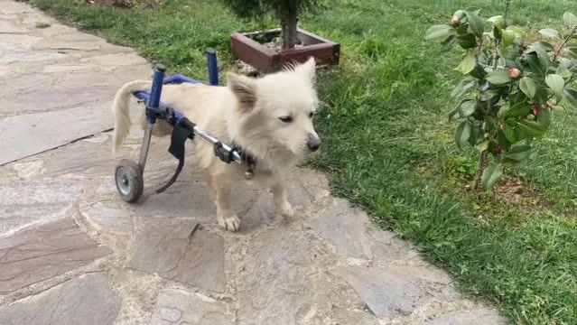 Trafik kazasında felç olan Pamuk adlı köpeğe yürüteç desteği