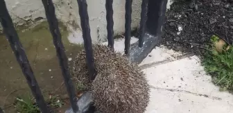 Yalova'da demir parmaklığa sıkışan kirpi kurtarıldı
