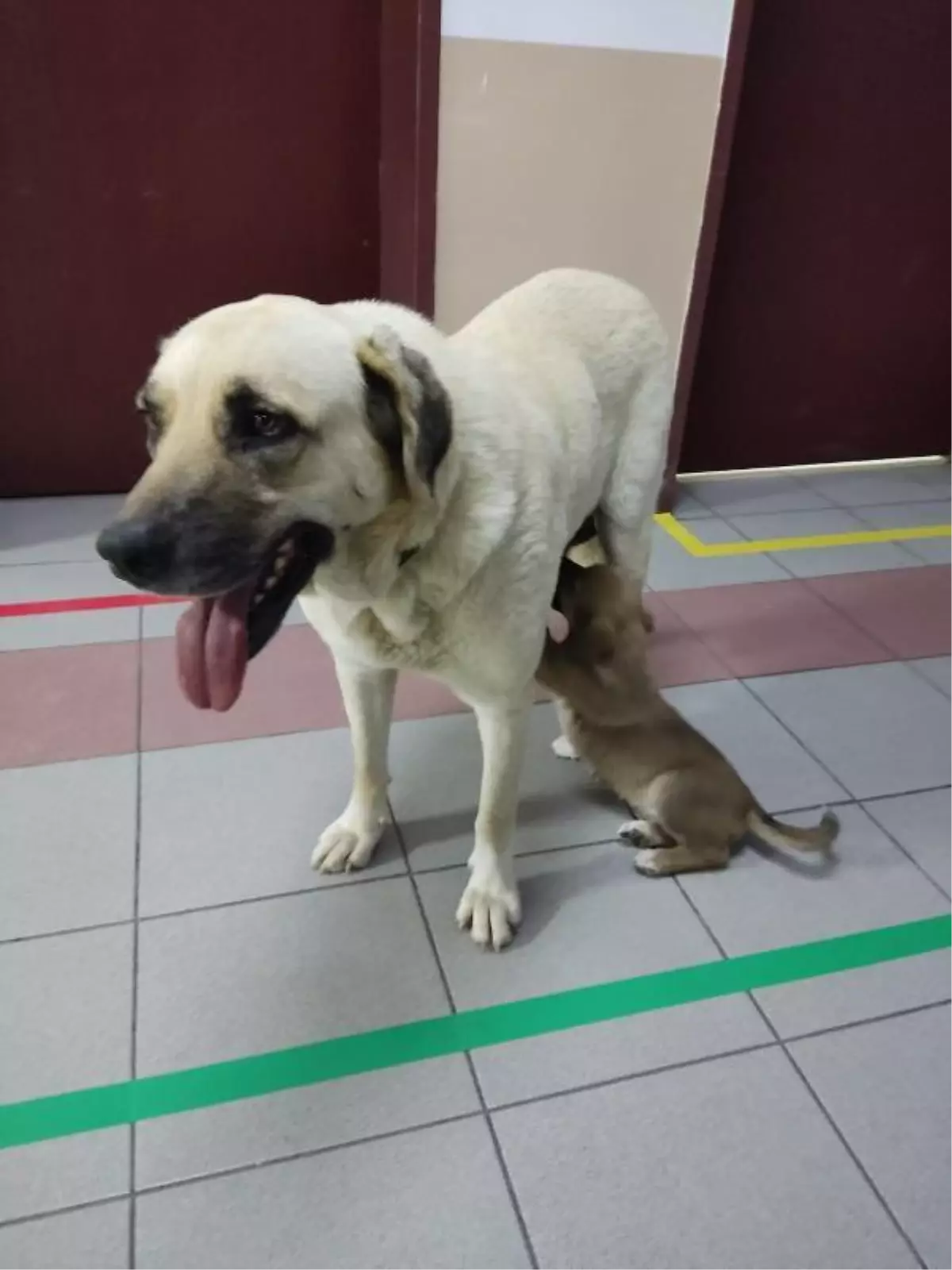 Son dakika haberleri | Yavrusunu takip edip 2 saat boyunca hastane kapısında bekledi