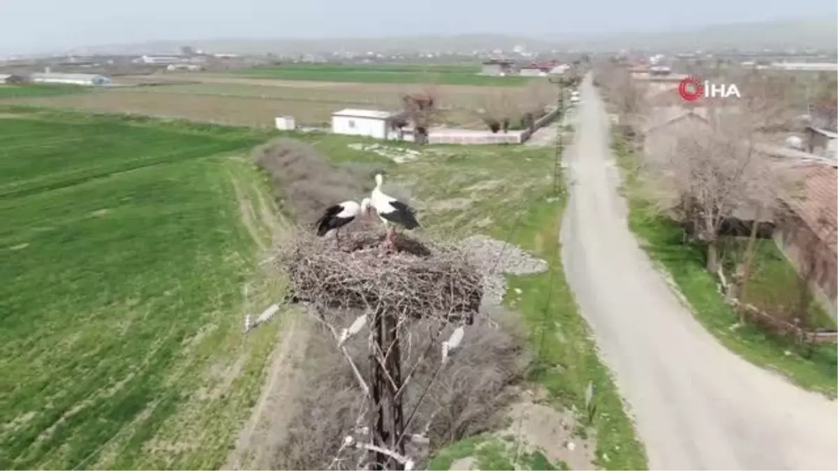 60 yıldır aynı direğe yuva yapıyorlar: Baharın müjdecisi leylekler, Elazığ\'daki yuvalarına geldi