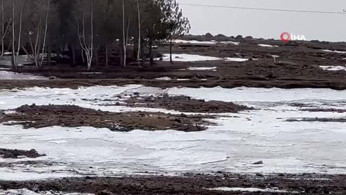 Aç kalan kurtlar üniversite kampüsüne indi