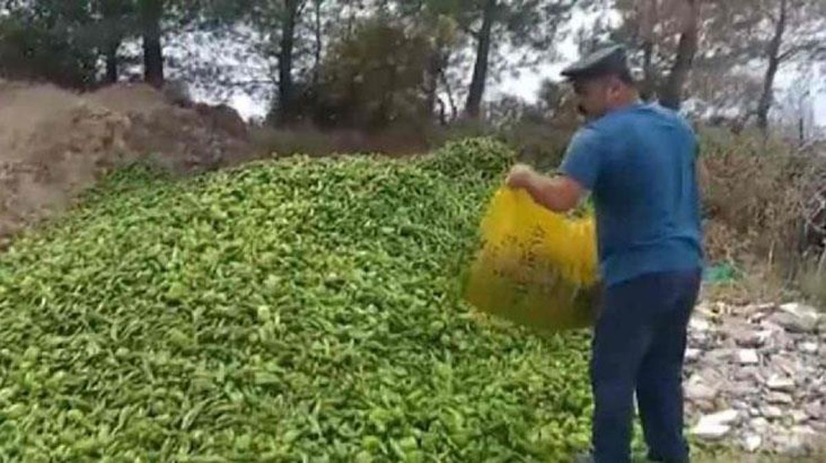 Antalya\'da bir çiftçinin biberlerini ormana döktüğü görüntülerin güncel olduğu iddiası