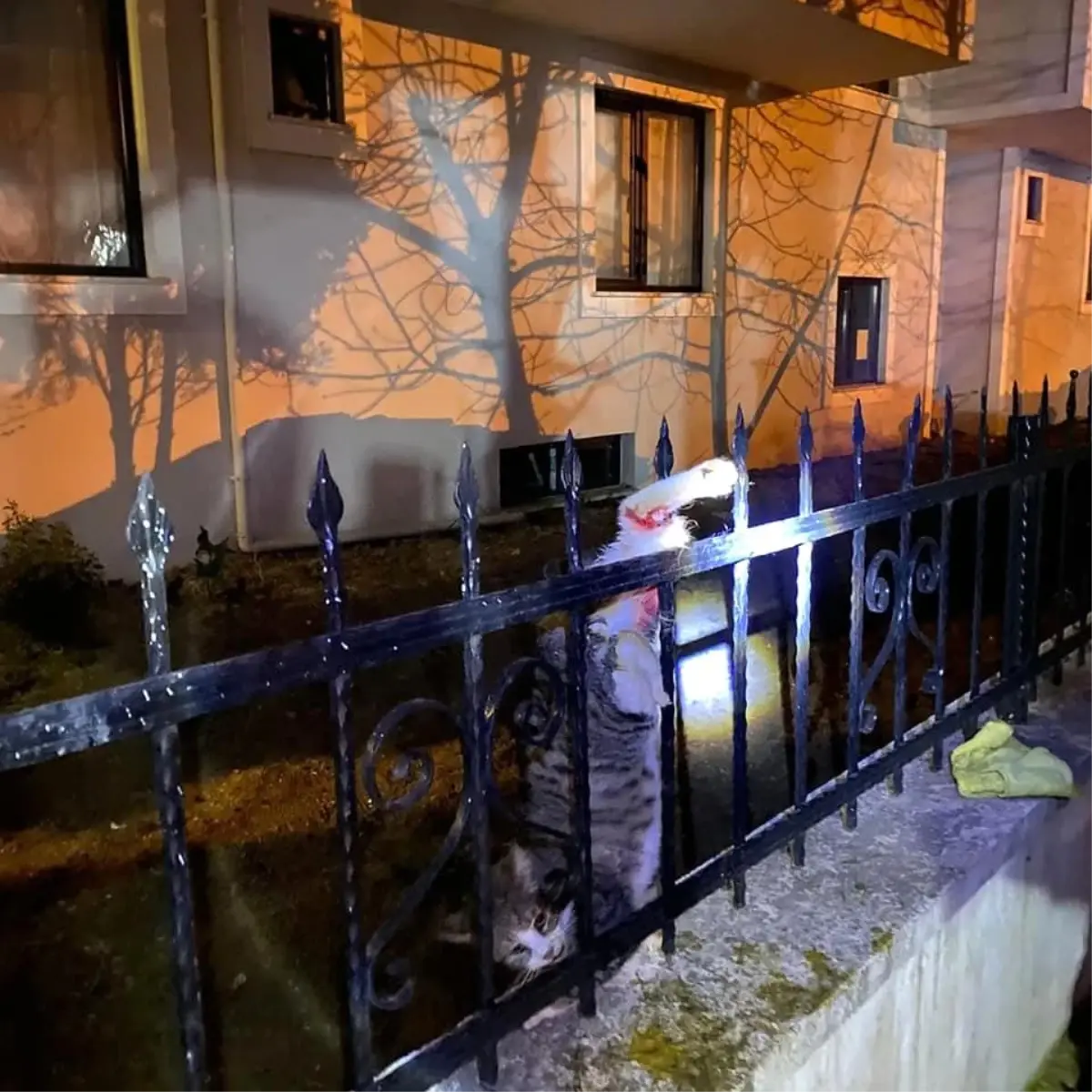 Patisi demir parmaklıklara sıkışan kedinin imdadına itfaiye ekipleri yetişti