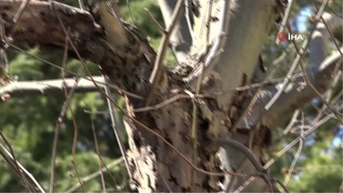 Esenyurt\'ta teke böceği mücadelesi: 133 ağaç imha edildi