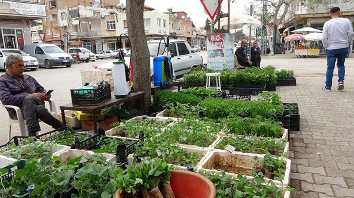 Artan sebze fiyatlarına son çare kendi domatesini, biberini yetiştirmek: Adana\'da her gün 10 bin fide satılıyor