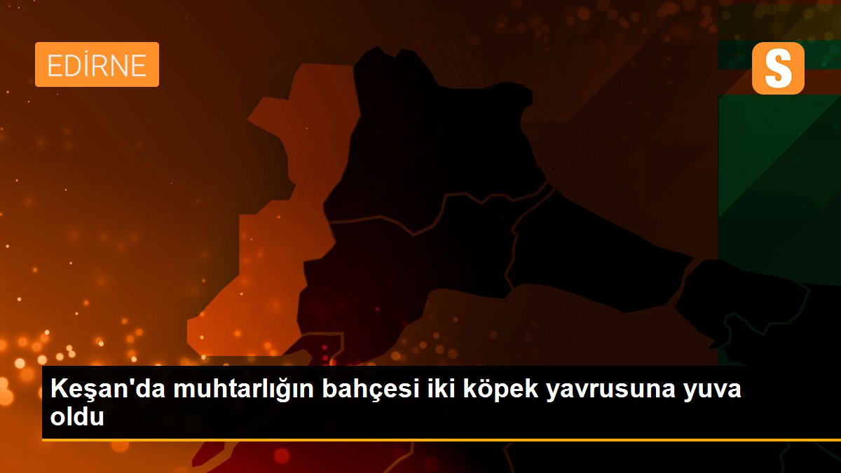 Keşan\'da muhtarlığın bahçesi iki köpek yavrusuna yuva oldu
