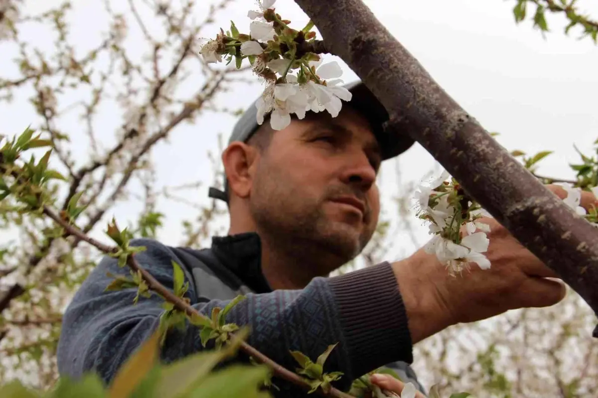 Kiraz üreticisi çifte bayrama hazırlanıyor