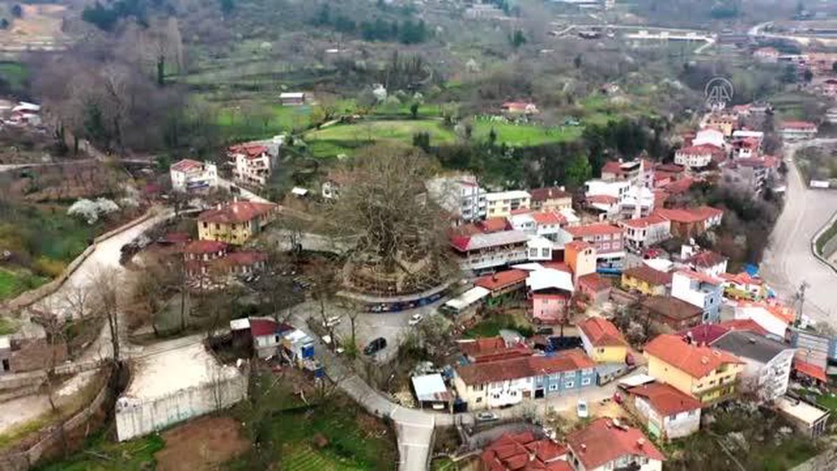 Osmanlı payitahtı Bursa'nın simgesi 'İnkaya Çınarı' özel bakımla korunuyor