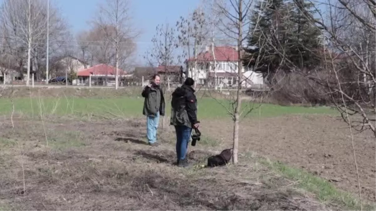 Türk fındık türlerinin çiçek açma, tozlaşma ve döllenme takvimi hazırlanacak