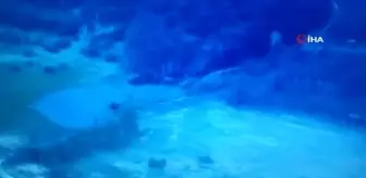 Ukrayna, Rus tankının imha görüntüsünü yayınladı