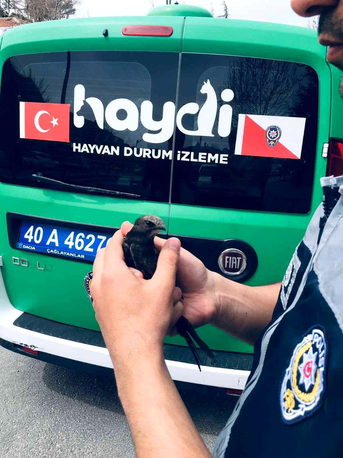 Yaralı Ebabil Kuşuna polis şefkati
