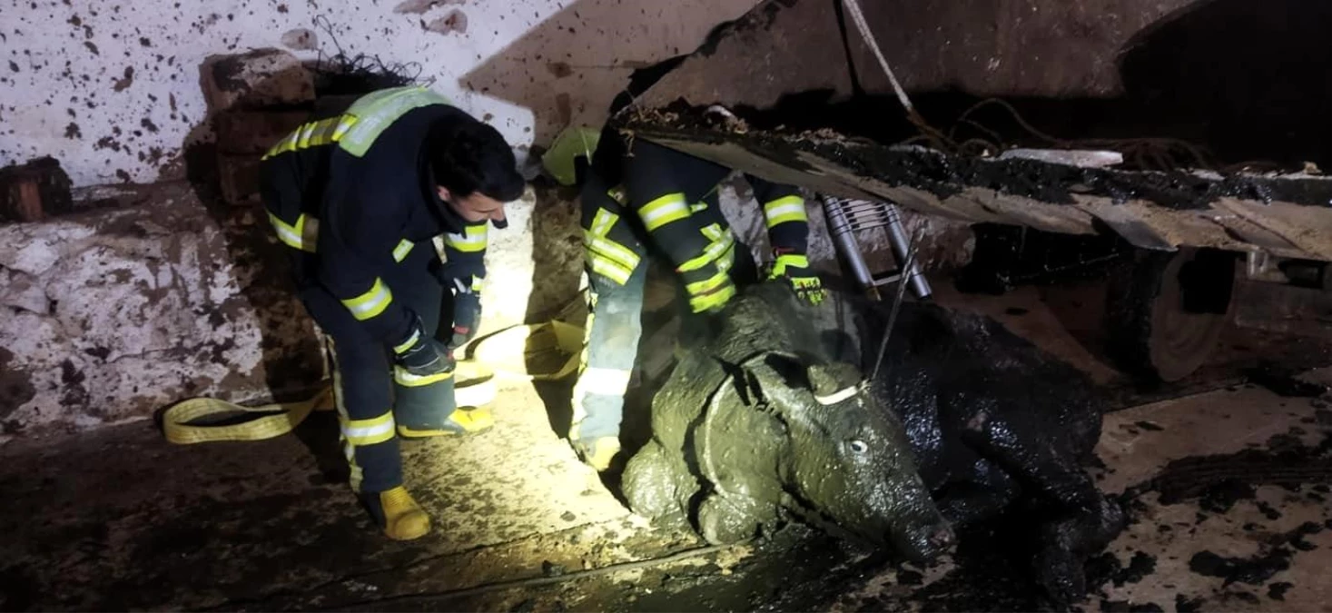 Son dakika haber... Foseptik çukuruna düşen büyükbaş hayvanı itfaiye kurtardı