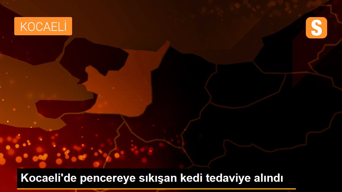 Kocaeli\'de pencereye sıkışan kedi tedaviye alındı
