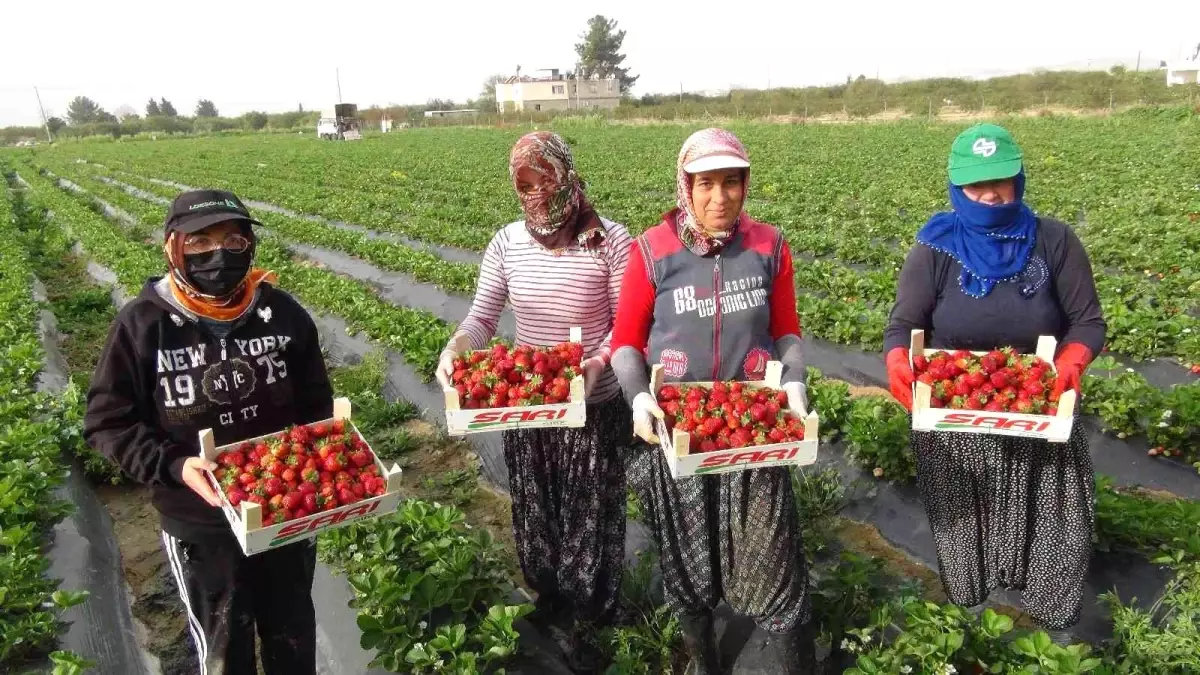 Mersin\'de açıkta çilek hasadı başladı