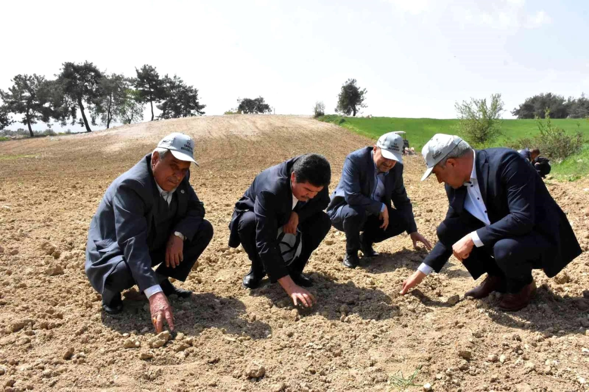 Tarsus\'ta yerli ve milli yağlık ayçiçek tohumu ekildi