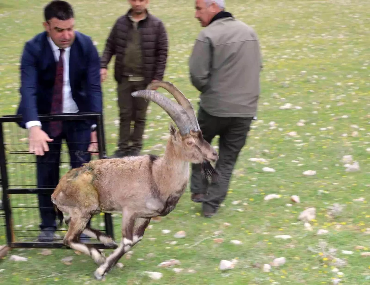 Özel bakımla yaşama tutunan dağ keçisi Adıyaman\'da doğaya bırakıldı