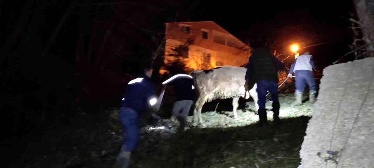Türkeli\'de dereye düşen büyükbaş hayvan kurtarıldı