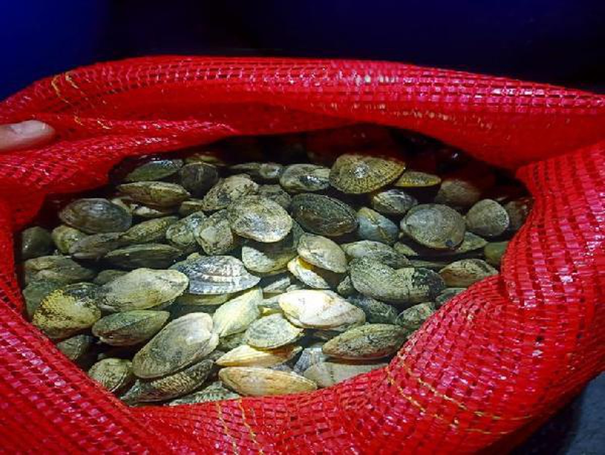 Yunanistan\'a götürülmek istenen 1 ton kaçak midye ele geçirildi