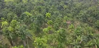 Egzotik Chontaduro meyvesi çatışma mağduru Kolombiyalı ailelere geçim kaynağı oldu