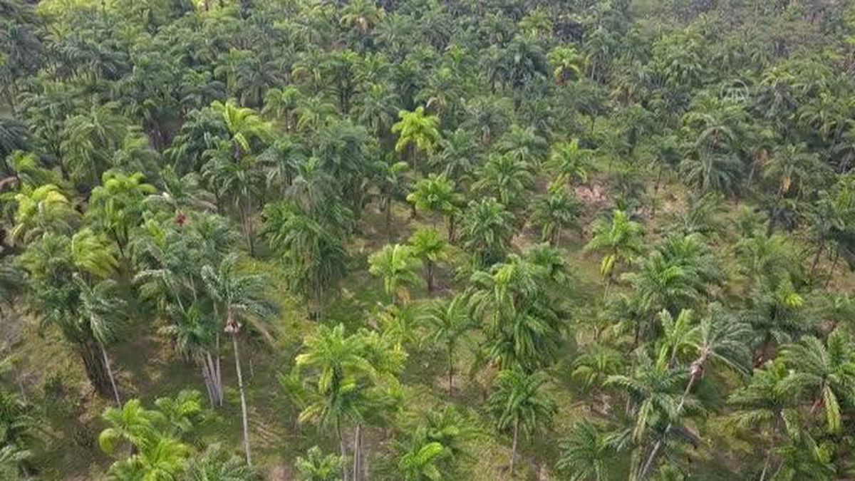 Egzotik Chontaduro meyvesi çatışma mağduru Kolombiyalı ailelere geçim kaynağı oldu