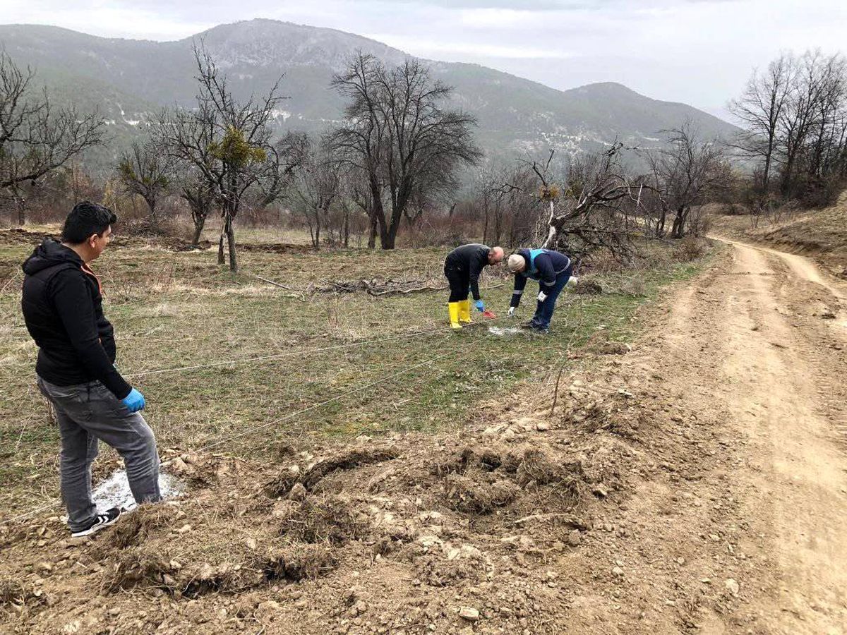 Emet\'te "Küreci" cinsi elma üretimi artacak
