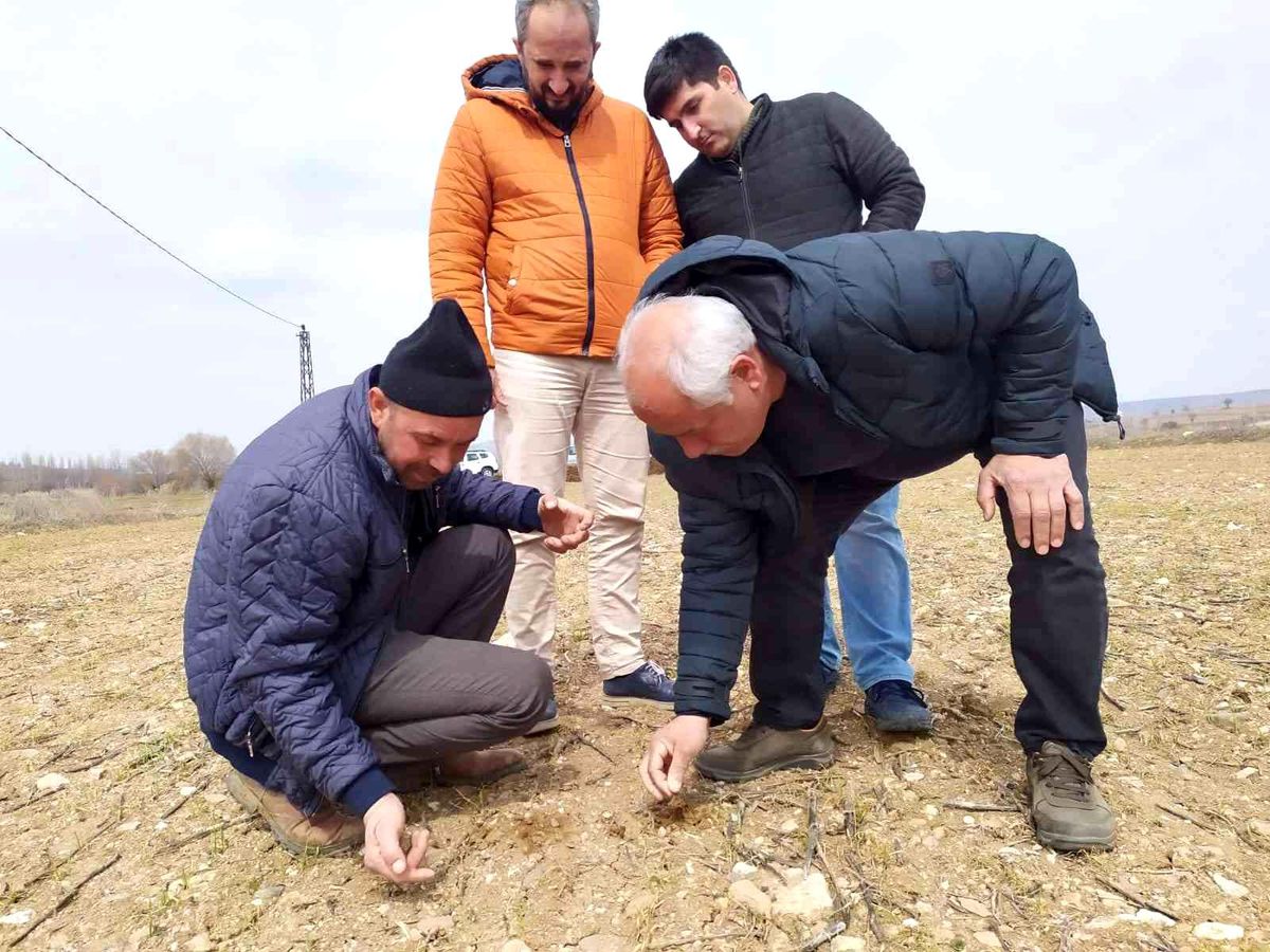 Kütahya\'da "Durusa" cinsi buğday sahasında kontroller yapıldı
