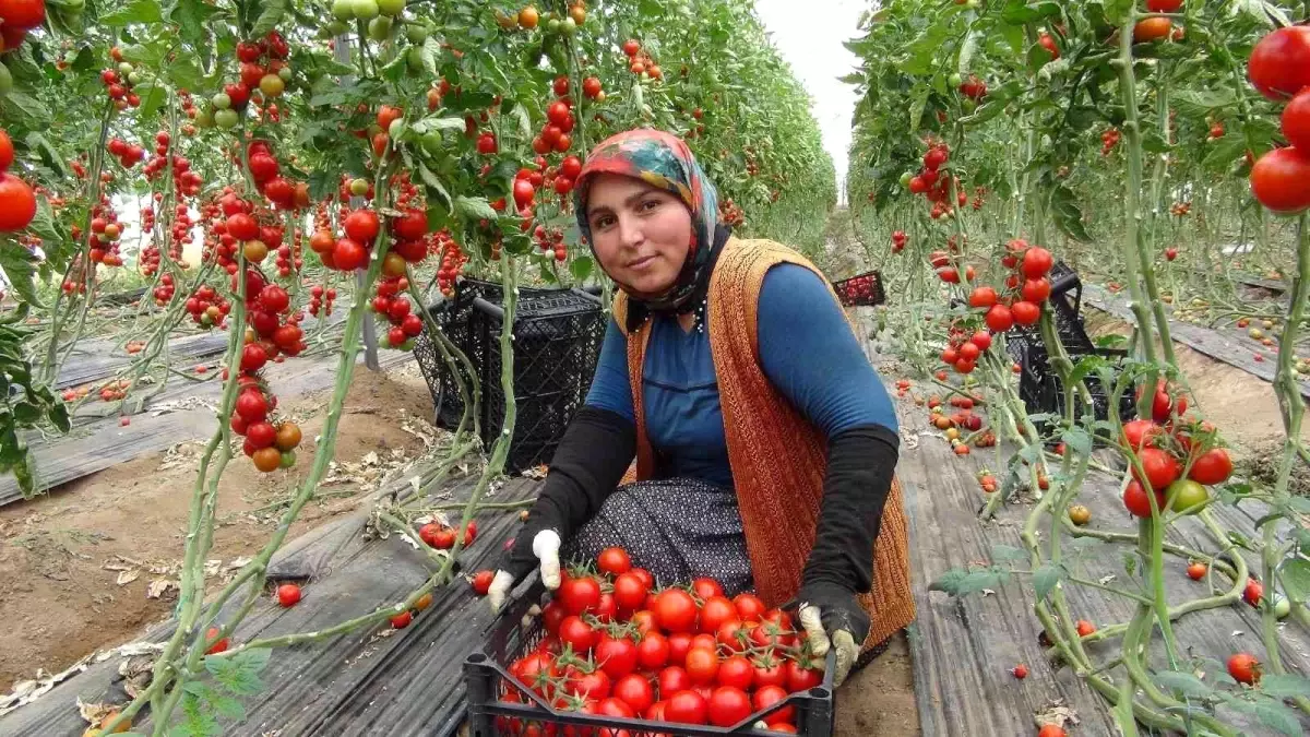 Mersin\'de örtü altı domates tarlada 16.50 TL\'den alıcı buluyor